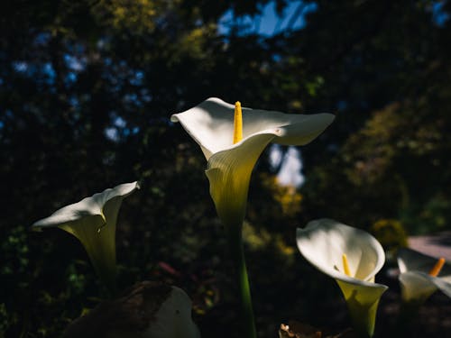 Photos gratuites de calla lily, espace extérieur, fleurs