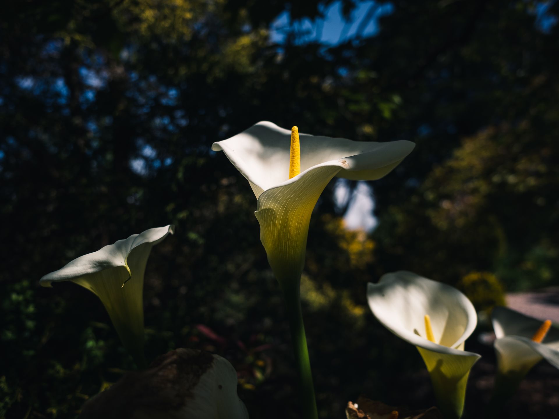 A close-up of blooming calla lilies highlighting their elegance in a sunlit garden setting.