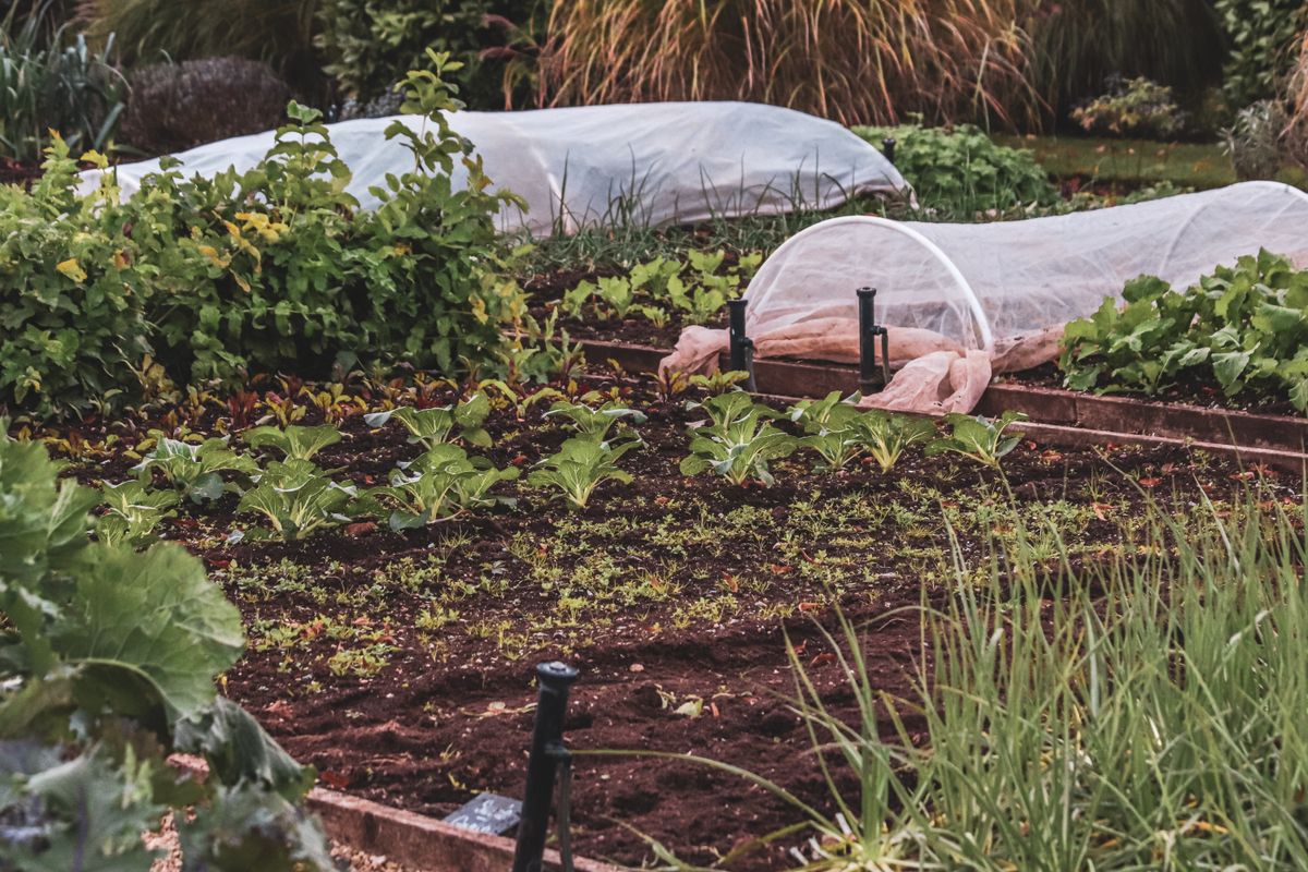 Jardin économe en eau : plantes et techniques - Préparer le sol et pailler pour conserver l’humidité