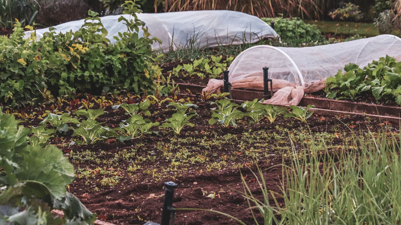 Raised Beds vs Containers: 18 Months of Real Data