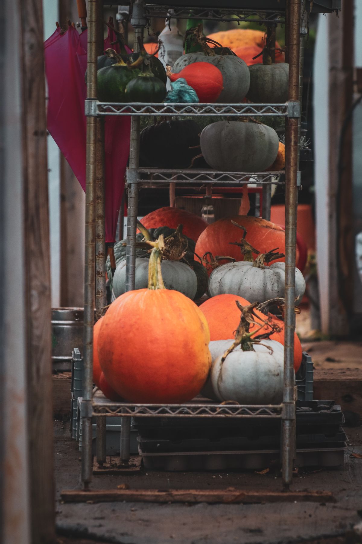Vibrant pumpkins and squash arranged on metal racks, perfect for fall decor inspiration. Stock Photo.