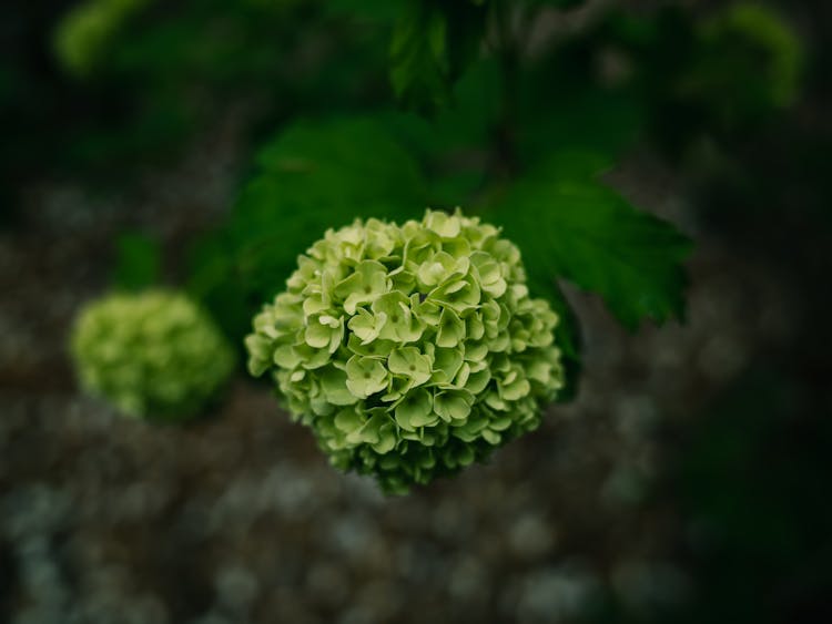 Green Viburnum Flowers