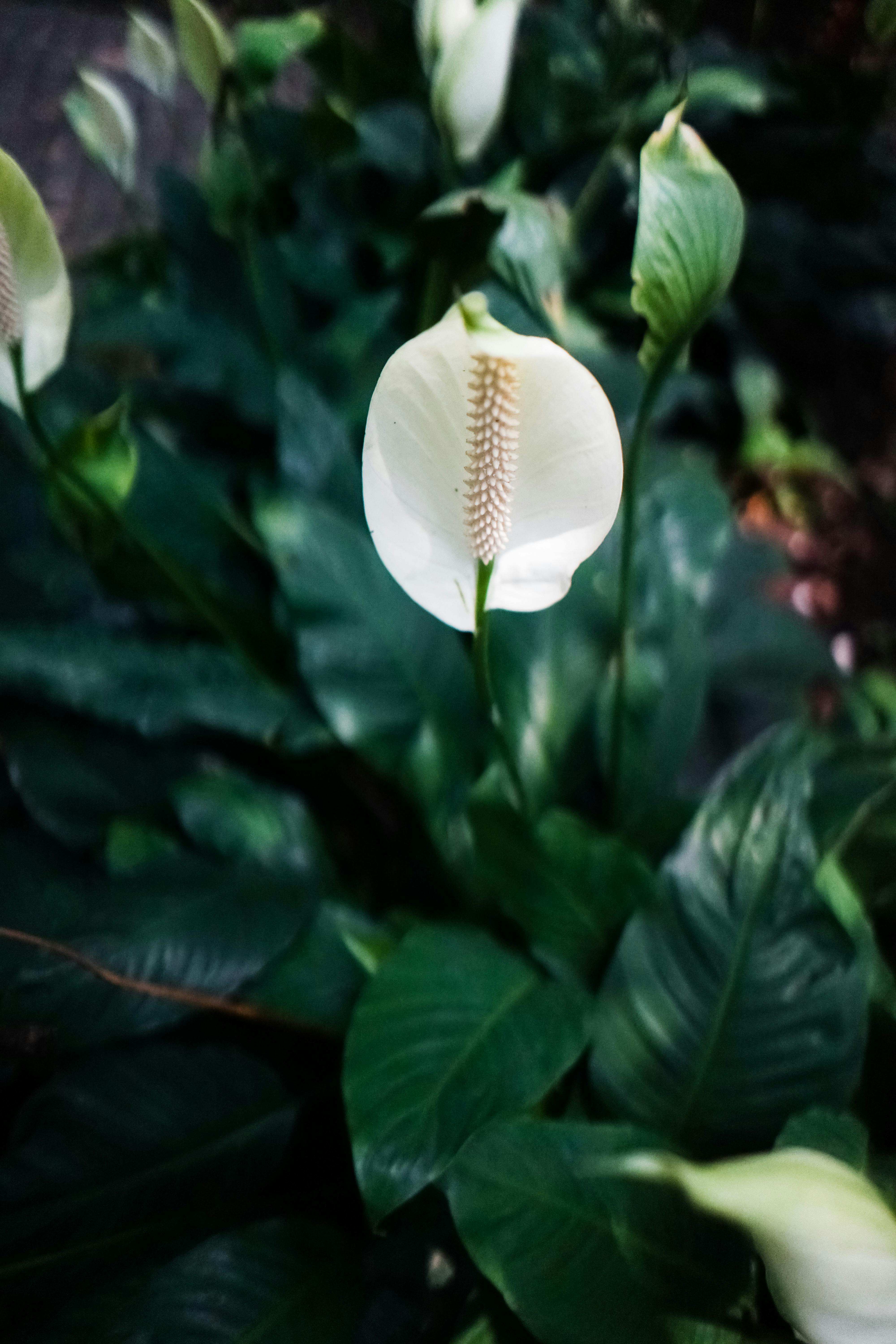 A close-up of a beautiful calla lily flower among lush green leaves, showcasing nature's elegance.