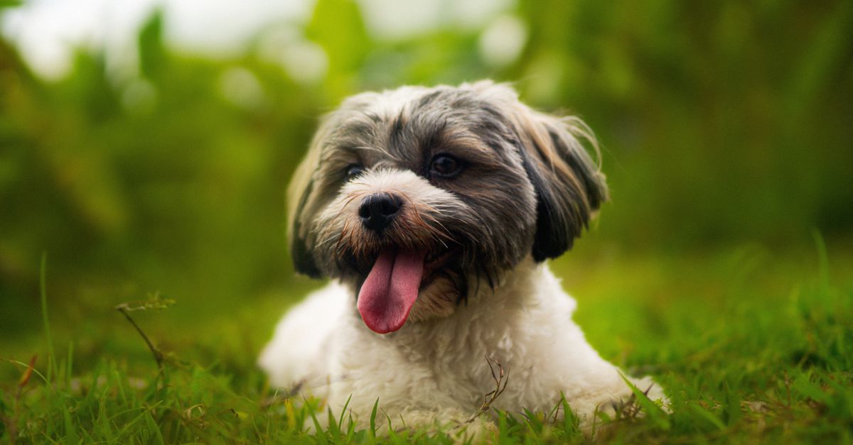 Cute Havanese dog lying on lush green grass, looking happy and relaxed outdoors.