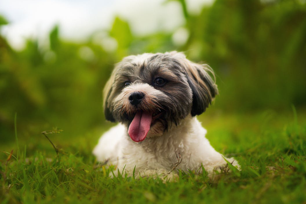 Akc Havanese Breed Characteristics and Essential Care Needs