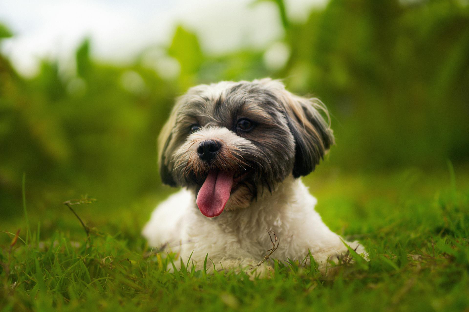 Närbild av en söt havanesisk hund som ligger på grönt gräs