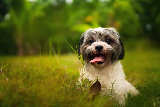 Cute puppy with tongue out, resting on vivid green grass in a natural setting, perfect pet photography capture.