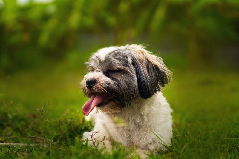 Shih Tzu
