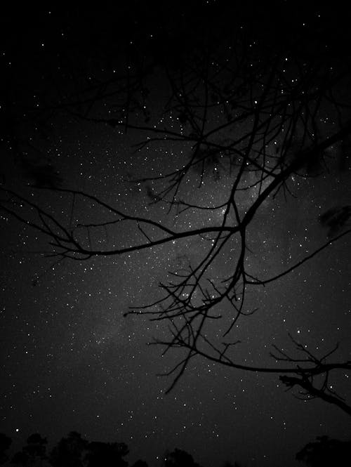 A Grayscale of a Starry Night Sky under a Deciduous Tree