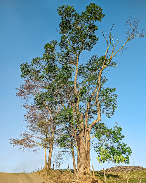 A Tree by the Roadside in Brazil