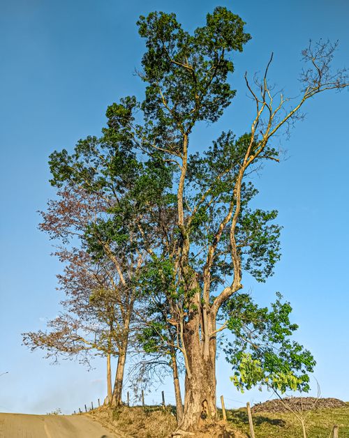 Free Tall tree under clear blue sky in Alto Rio Novo, Brazil, during summer. Stock Photo