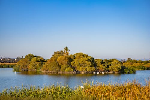 A Lake Island with Dense Vegetation