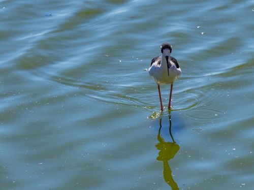 Free Elegant Black-winged Stilt wading in calm waters, reflected beautifully on a sunny day. Stock Photo
