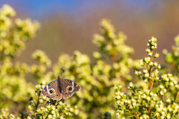 Photo Of A Common Buckeye On Top Of Flowers