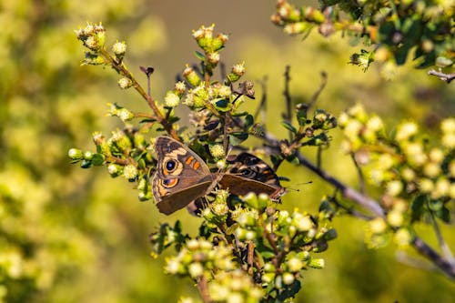 A Common Buckeye Pollinating a Flower