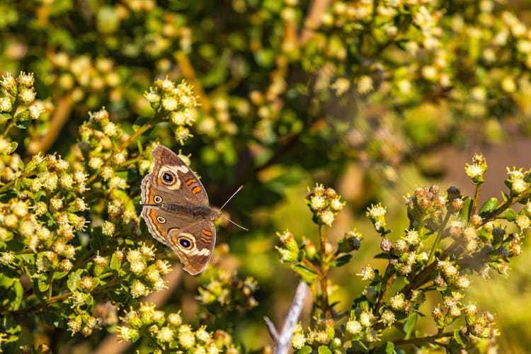 A Close-Up Shot Of A Common Buckeye