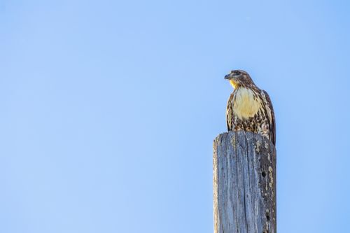 Free A stunning hawk perched atop a weathered wooden post under a bright blue sky. Stock Photo