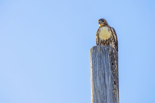 Free A hawk rests on a wooden post under a clear blue sky, capturing the wild essence of nature. Stock Photo