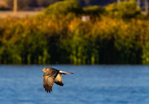 A Harrier Flying over a Lake