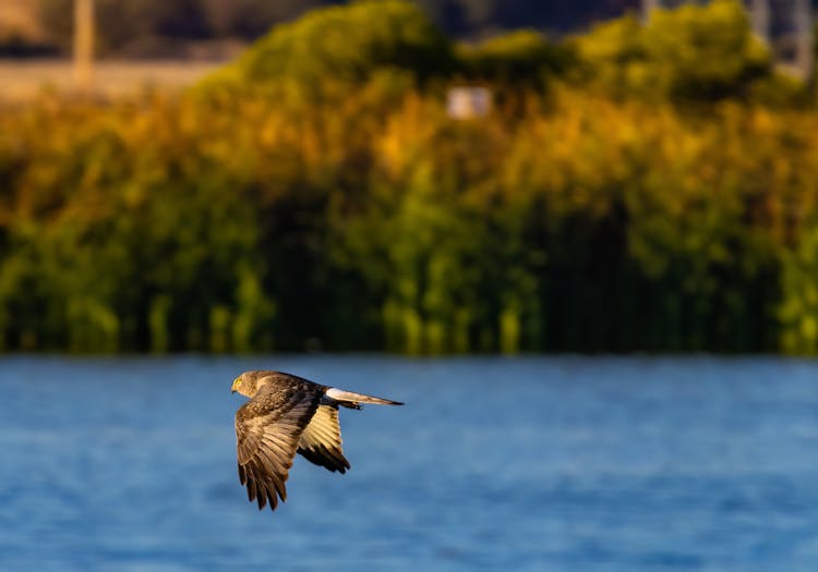 A Harrier Flying Over A Lake