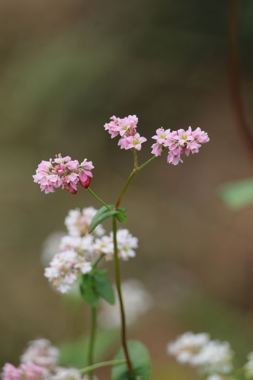 Free Delicate pink wildflowers captured in Hà Giang, Vietnam, highlighting natural beauty. Stock Photo
