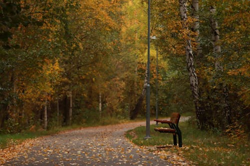 Безкоштовне стокове фото на тему «дерев’яна лавка, кольори осені, коридор»