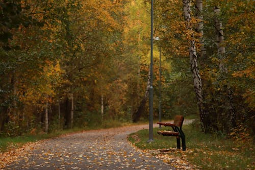 Fotobanka s bezplatnými fotkami na tému cestička, drevená lavička, exteriéry