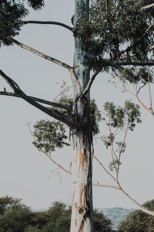 Free A solitary eucalyptus tree stands tall against an overcast sky, showcasing nature's beauty. Stock Photo