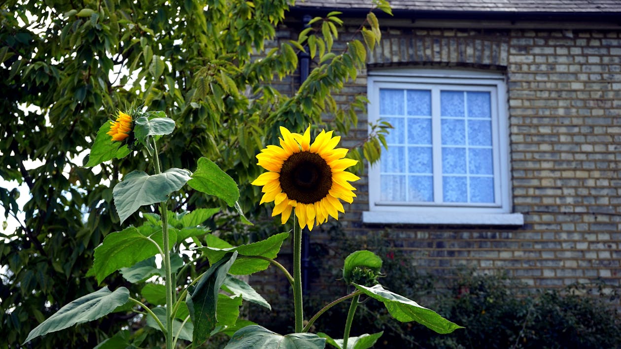 免费 黄色和黑色的向日葵盛开在布朗砖房附近 素材图片