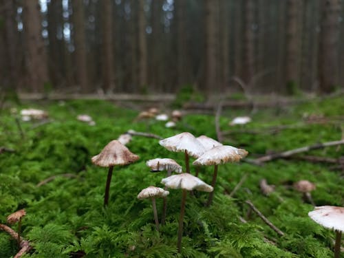 Free stock photo of forest, forest mushroom, mushroom
