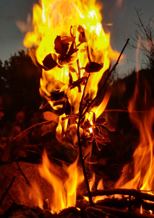 Burning Wood in Bonfire