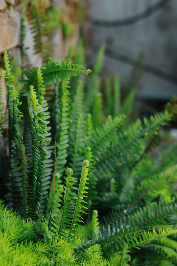 Close-up Of Green Grass Growing Outdoors