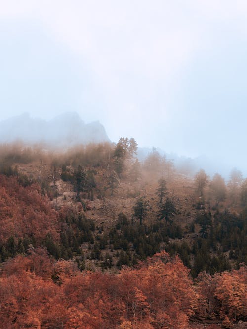 A Forest on a Foggy Day during Autumn