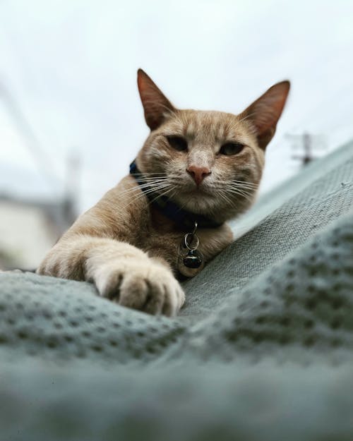 An Orange Tabby Cat 