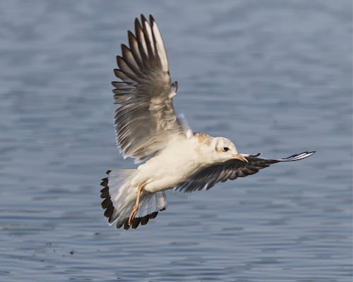 Photos gratuites de animal, aviaire, eau