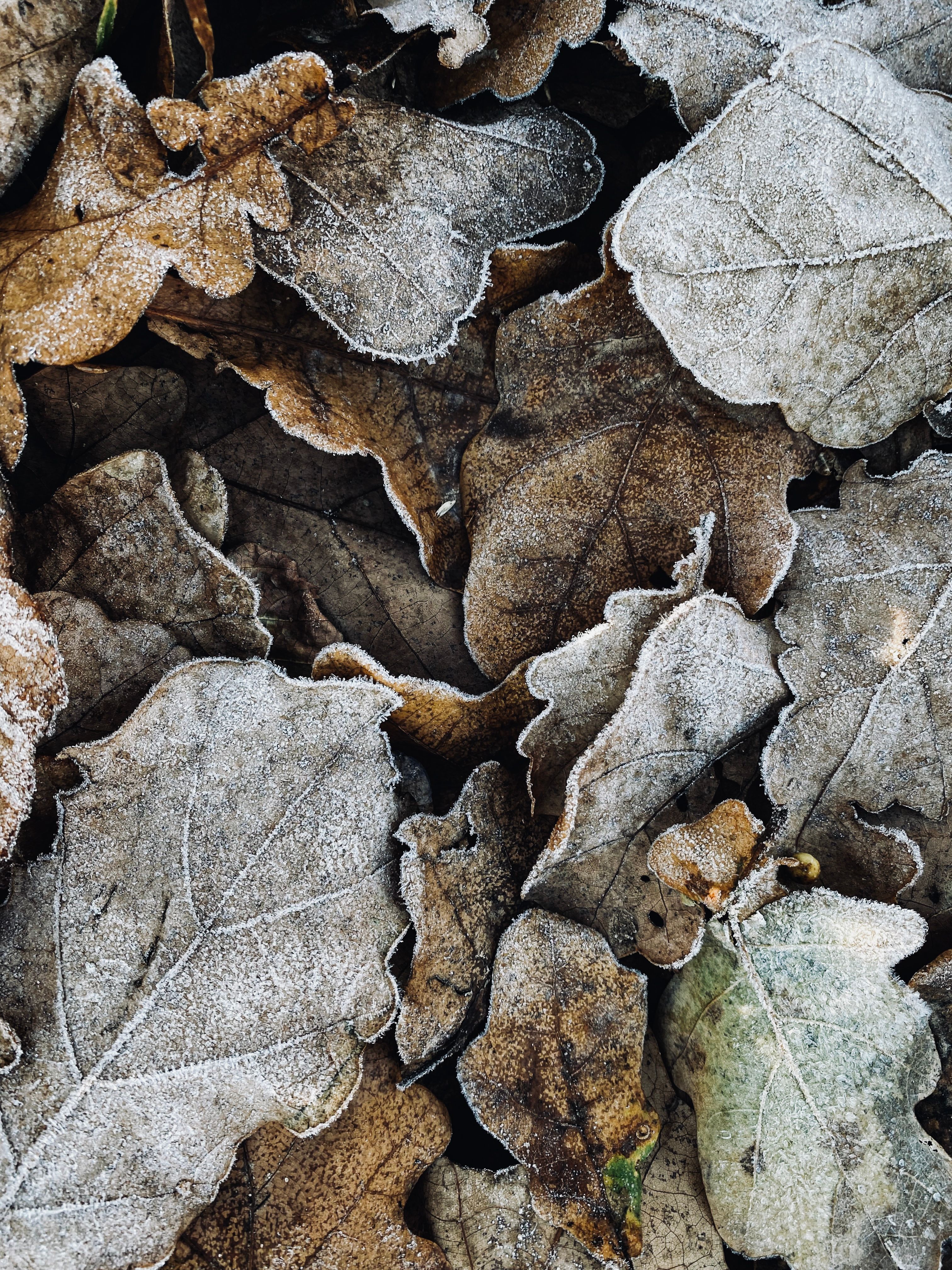 A close-up view of frost-covered autumn leaves showcasing intricate patterns.