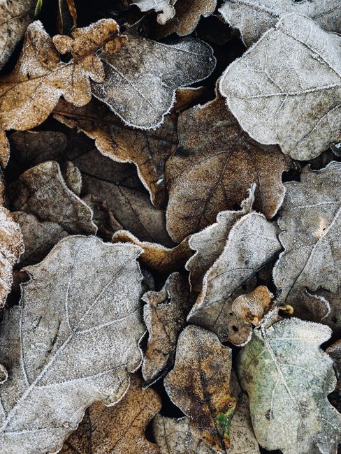 A close-up view of frost-covered autumn leaves showcasing intricate patterns.