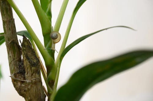 Cute tiny transparent snail creeping on a plant