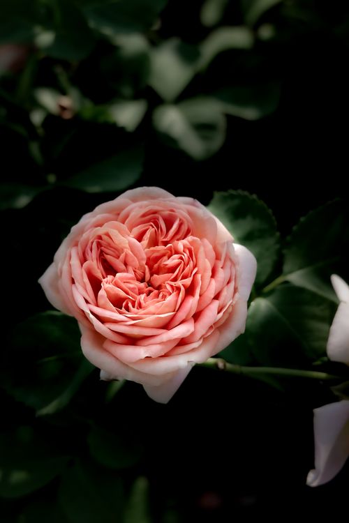 Free A vibrant close-up of a pink rose blooming with delicate petals, showcasing natural beauty. Stock Photo