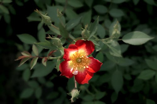 Kostnadsfri bild av blomfotografi, blomma, blommar