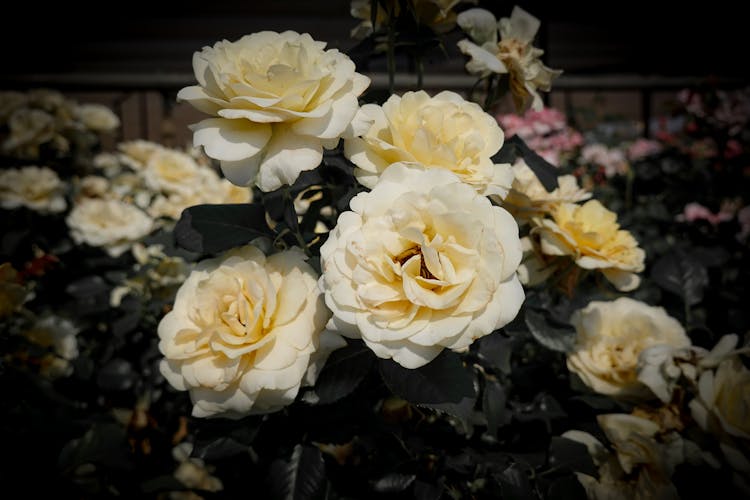 White Roses In Bloom