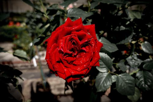 Kostnadsfri bild av blomfotografi, blomma, blomning