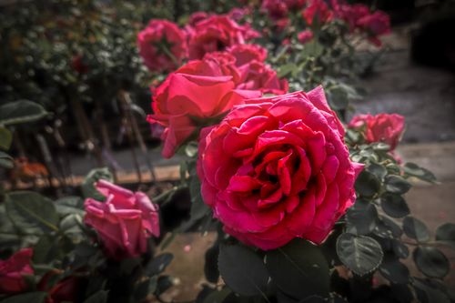 Free A beautiful close-up of vibrant pink garden roses in full bloom under sunlight. Stock Photo