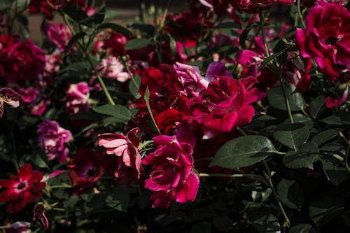 Bunch of Red Garden Roses in Bloom