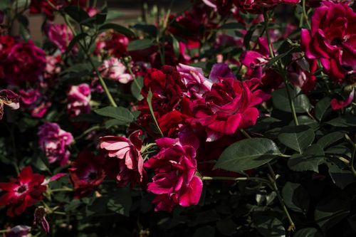 Free A lush garden filled with vibrant red and pink roses in full bloom against dark foliage. Stock Photo
