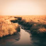 Now playing artwork for Field Lights — photo by Julia Fuchs on Pexels