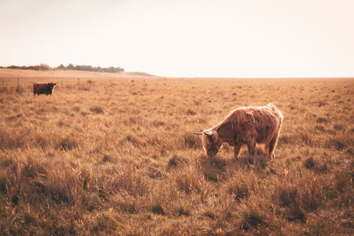 Highland Cattle on Pasture