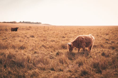 Darmowe zdjęcie z galerii z bydło górskie, fotografia zwierzęcia, krowa