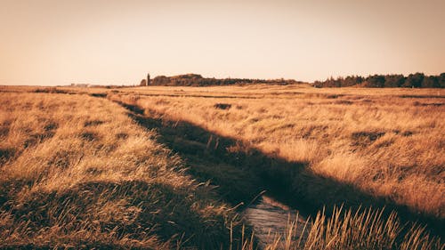 Grassland at Sunset