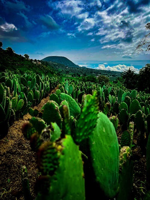Kostnadsfri bild av kaktus